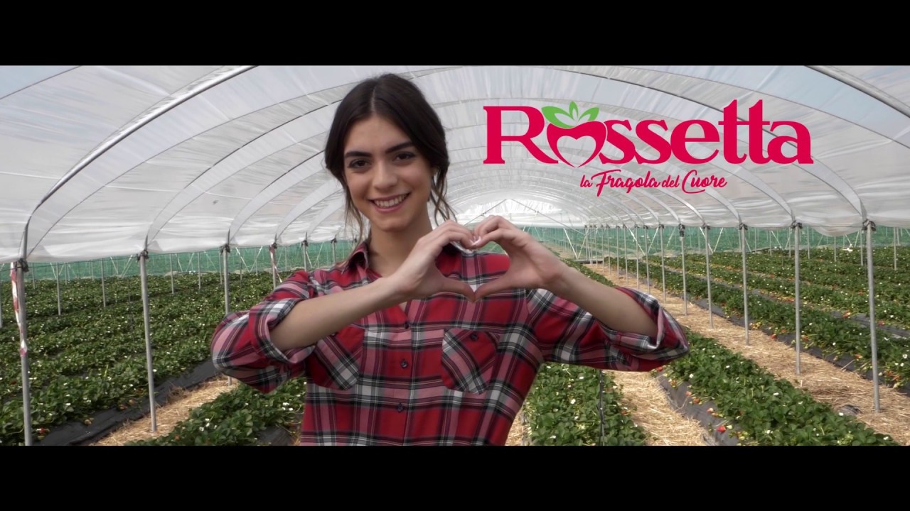 Nova Siri Genetics - Rossetta