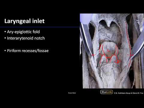 Larynx, Pharynx and CST - Laryngeal Cavity