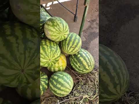 Melancia por R$10 😱 Tá barato? #Shorts