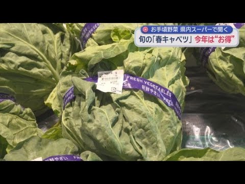 YouTube Video 旬を迎えた春キャベツは価格もお手頃　春キャベツのおいしい食べ方を生産者にきいてみた