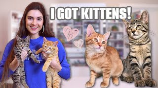 I Rescued Brother & Sister Kitties : MEET MY NEW KITTENS - 4 Months Old