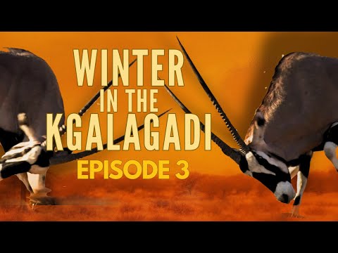 15 Days in the Wild! Our Kgalagadi Safari Adventure Ep.3