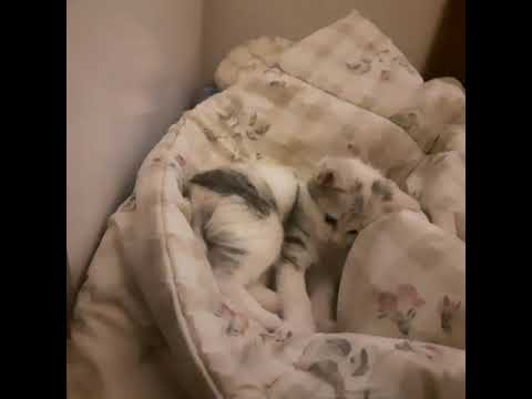 আমার। মিষ্টী বিলাই শোনা