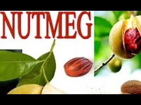 download lagu mp3 mp4 Does Nutmeg Make You Sleep, download lagu Does Nutmeg Make You Sleep gratis, unduh video klip Does Nutmeg Make You Sleep