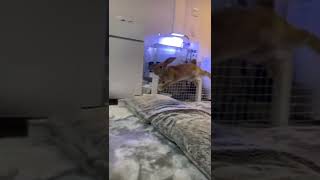 【TikTok】うさぎのジャンプ?  #TikTok#shorts#うさぎ#兎#Rabbit#ジャンプ#JUMP#かわいい#おすすめ