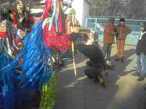 cerbul crivesti 31 12 2012 ,