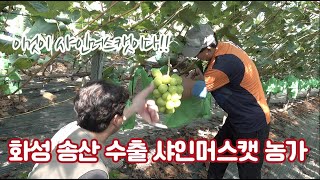 뉴질랜드로 수출하는 샤인머스캣!! 이제 샤인머스캣 재배 관리법이 바뀐다!! 송이를 작게하고 고당도를 만드는 …