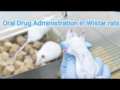 Oral drug administration in wistar rats