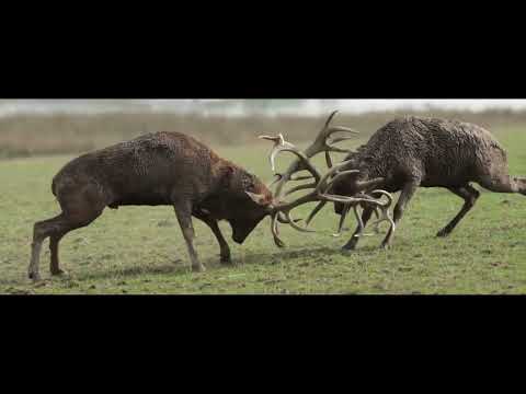 Le Brame du Cerf à Sainte-Croix 🦌
