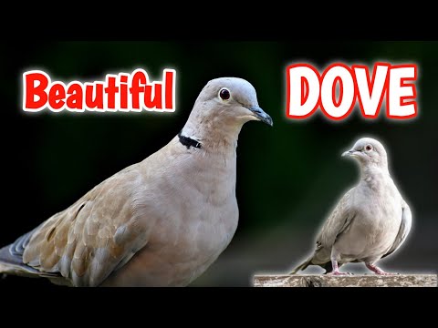 Mourning Dove Song Coo Call Sound | Dove Sound | ঘুঘু পাখি |  Animal World