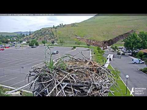 Hellgate Osprey Iris