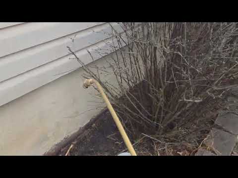 Treating for Ants on the Exterior of Home in...