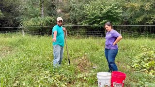 About What You’d Expect || Sweet Potato & Silver Queen Harvest || September 2025