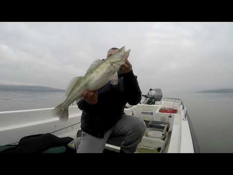 Zimsko Varalicarenje Smudja na Dunavu - Decembar / Zander Fishing in December on the Danube