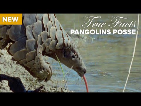 True Facts : Pangolins Posse Video
