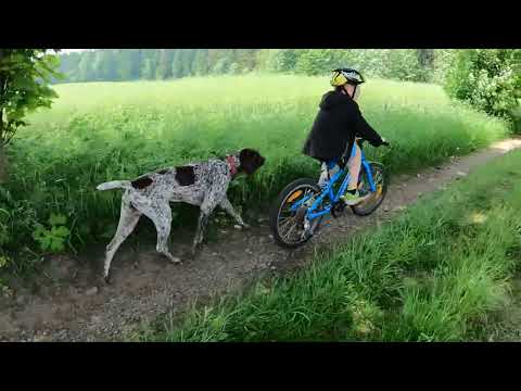Deutsch Kurzhaar - Tour zum Scheibenberg