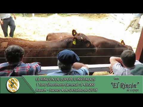 04-10-18 Venta de Toros Shorthorn Generales - Cabaña El Rincón e Invitados - Rauch
