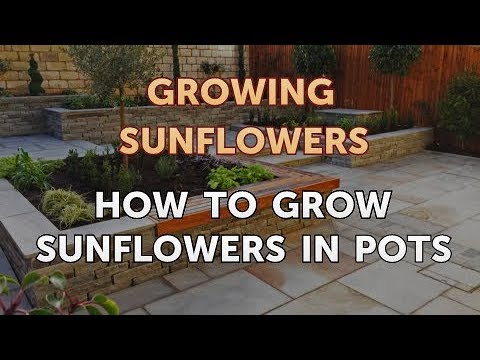 How to Grow Sunflowers in Pots