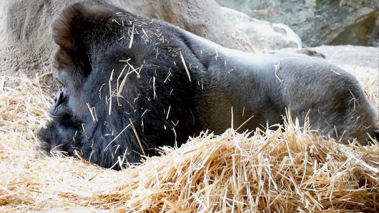 Gorillas Make Their Bed Out Of Hay
