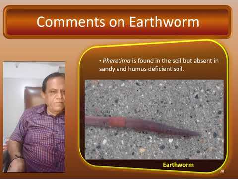 06 Sem I Zoology practical 02 episode 06 Annelida phylum