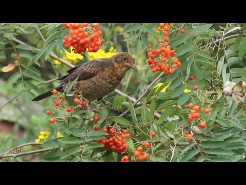Vlastimir Žurkić - Dja maj kântă kukulje (spot 2016.)