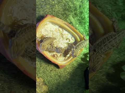 Dragon Video