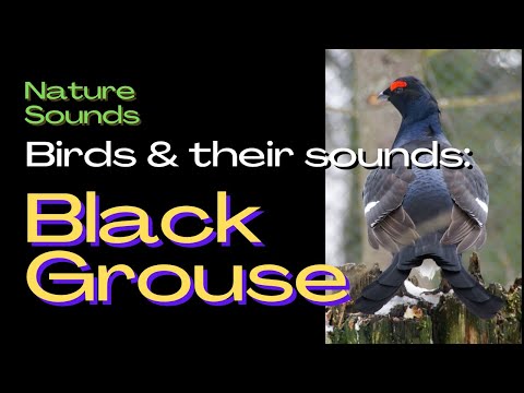 The Sound of The Black Grouse : Field Recording. Nature Sounds - Birds - Bird Song & Bird call