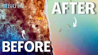 Download the video "Brita Water Filter VS (Dirt, Bacteria, Tap Water)"