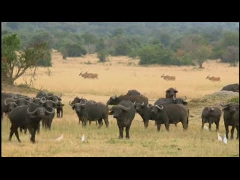 Ibyiza bitatse u Rwanda rw'imisozi 1000(igihumbi) Rwanda Nizamuddin my