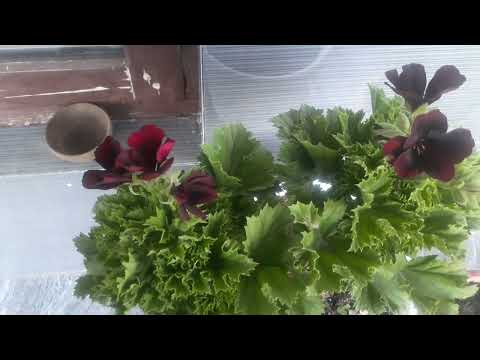 beautiful  geranium  flowers