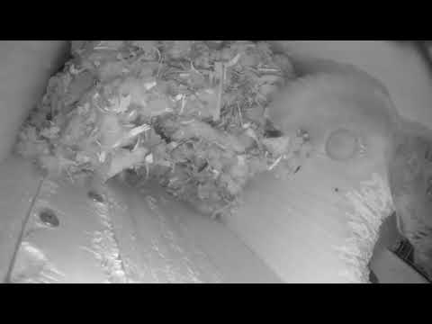 ep166 inside squirrel nest 1 daily @ July 16-19 #cute #squirrel #nesting