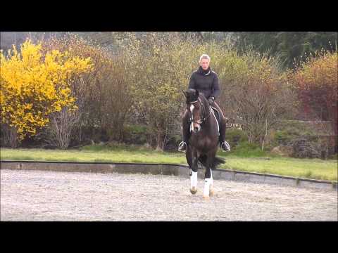 Stute von Florencio x Glückspilz x Calypso