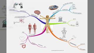 Vignette de Le Mind Mapping, définition selon Tony Buzan