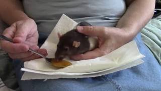 Sasha&#39;s Stroke, Goodbye Baby - (Details Below).