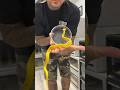 Very Rare YELLOW Insularis Viper 🔥 #shorts #rare #snake