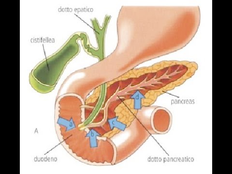 Esercizi con articolazione della spalla cervicale Cane artroscopia congiunta