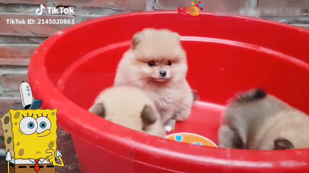 「絶対に笑う」あり得ないことをする犬★おもしろい犬のハプニング, 失敗画像集 #39