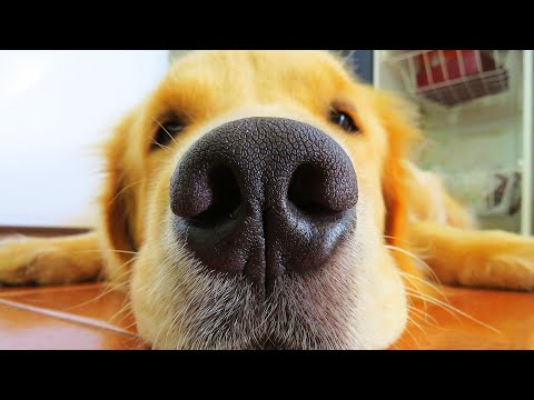 Funny Dog Videos 2021🤣 LAUGH at FUNNY DOGS Compilation🐶 (Funny Video of Dogs)