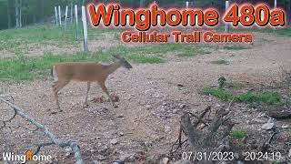 Trail Cam Tuesday   September 17, 2024