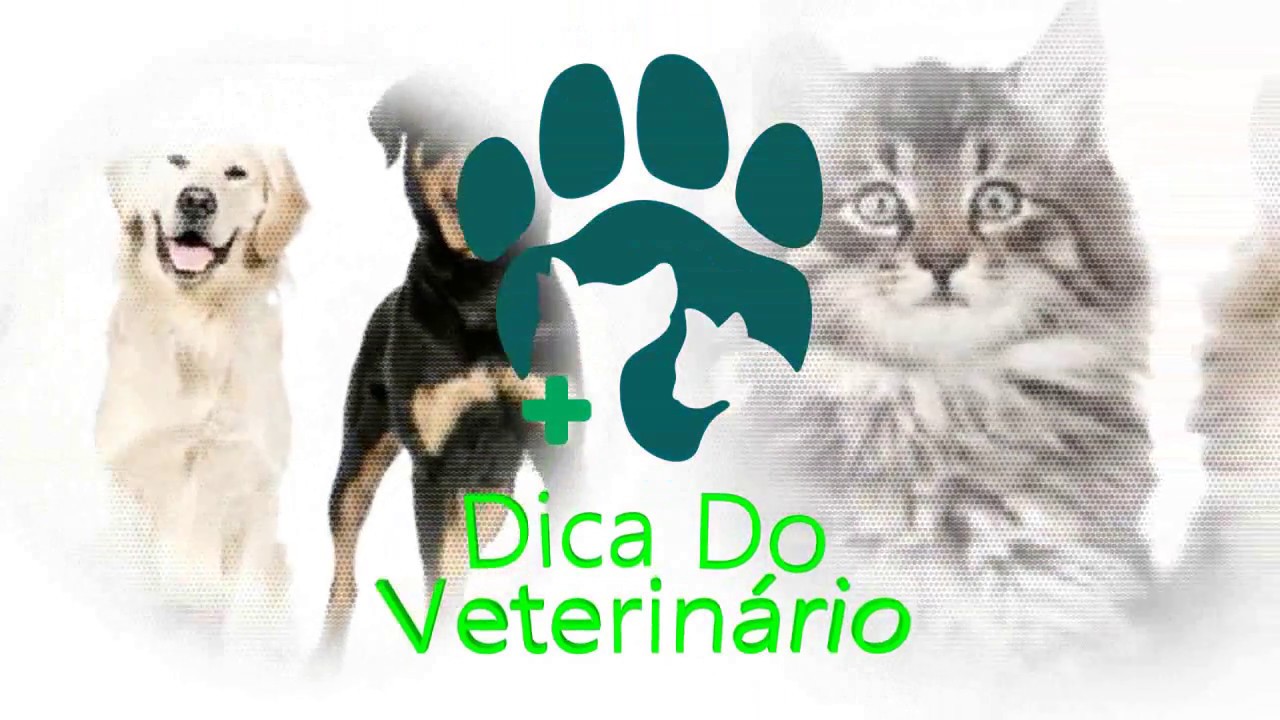Giardia Como Tratar ou Vacinar Vermifogo Giardiase. Cão com Vomito e Diarreia, Muco e Sangue