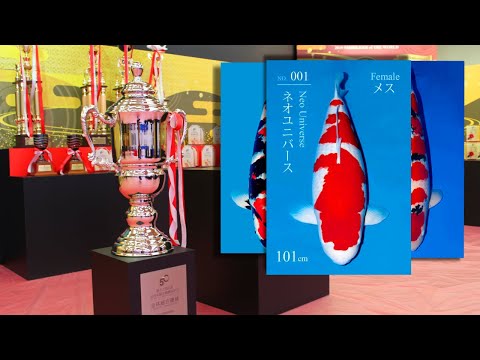 These Are The Best 11 Koi In The World | Major Winners AJKS 2019