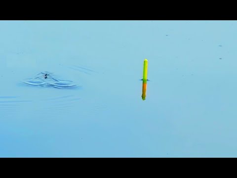 🇺🇦Карась на поплавок в ЖАРУ летом на поплавочную убийцу карася