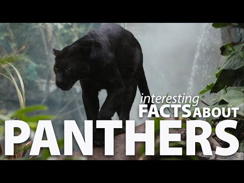 Interesting Facts about Panthers
