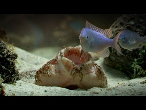 download lagu mp3 mp4 Angel Shark, download lagu Angel Shark gratis, unduh video klip Angel Shark