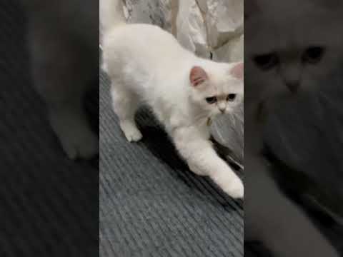 White british shorthair cat with blue eyes Mali Mali