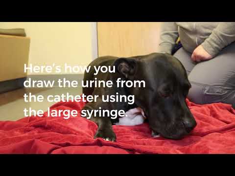 Maintaining a Urinary Catheter  |  SAGE Veterinary Centers