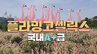 심기만하면 포토존은 기냥~! 완성해버리는 플라밍고셀릭스 밭!  군식해놓으니까 너무너무 이쁘네요