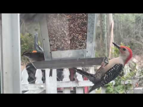 South Carolina Birds Love It