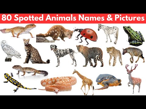 80 Spotted Animals: Names and Pictures