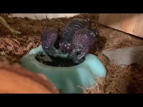 African Emperor Scorpion Drinking Water